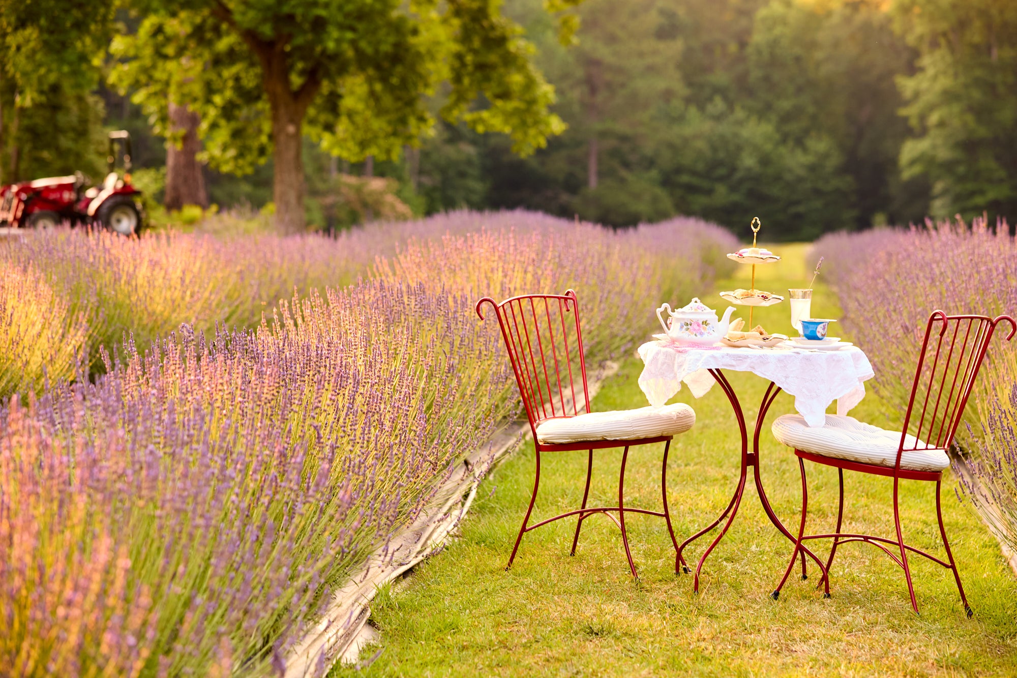 High Tea at Lazy Fox Lavender Farm
