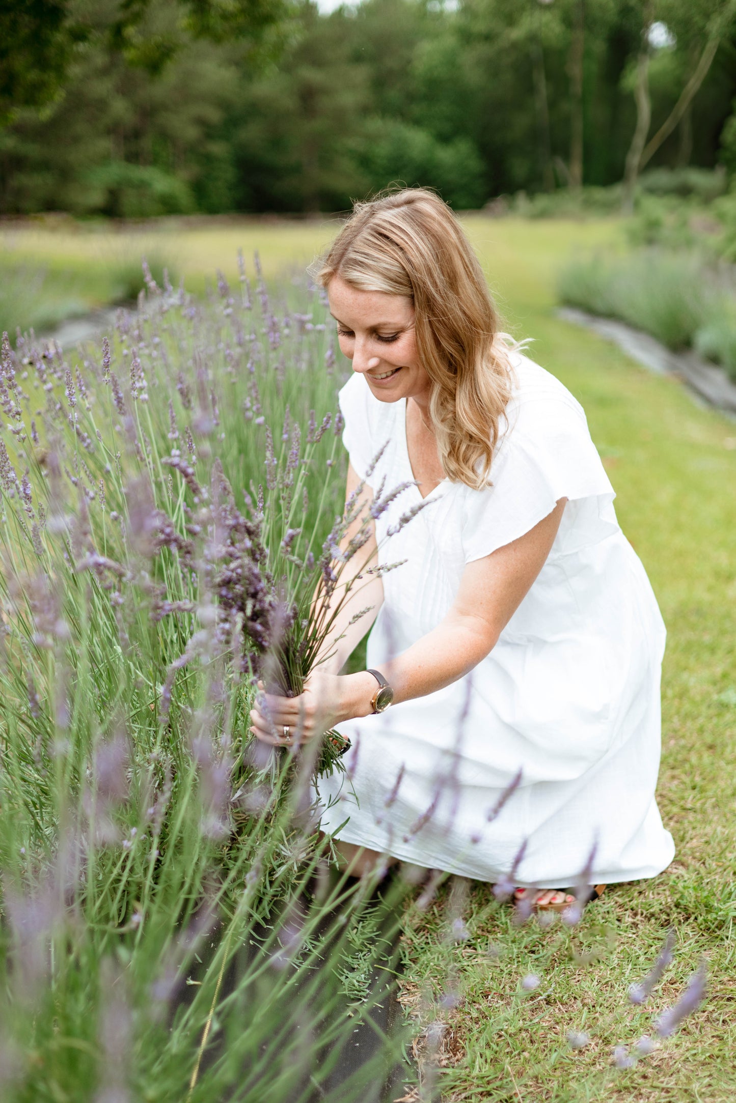 U-Pick Lavender Tickets at Lazy Fox Lavender Farm